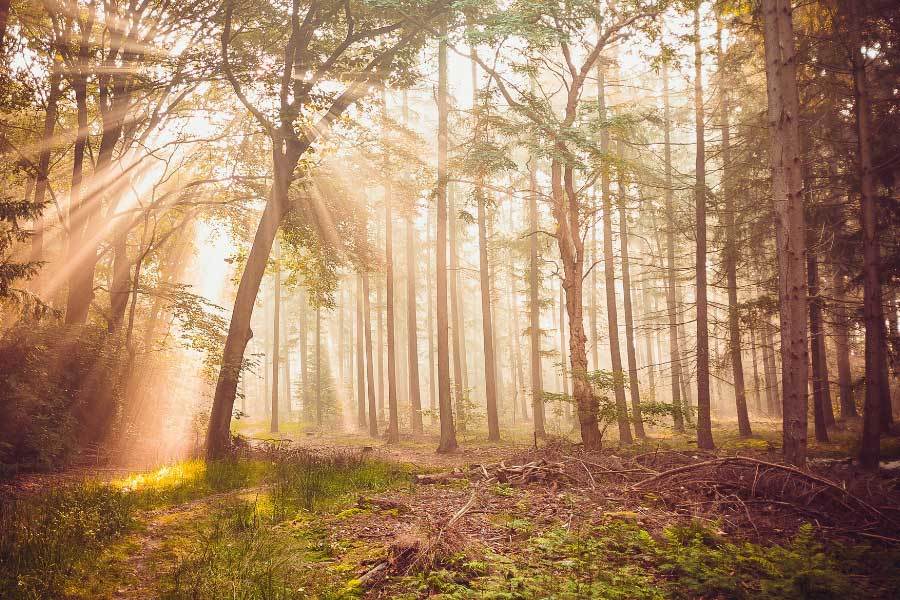 網(wǎng)球新(xīn)星赢得大满贯冠军